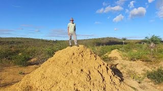 Termites rule over land the size of Great Britain in Brazil