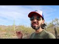 death by saguaro and other unique saguaro cacti facts