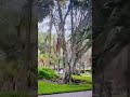 incredible fantastic video it s just happened 5 minutes ago in florida no one expects that