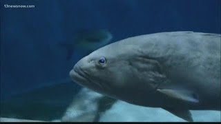 Local researchers speak out against seismic testing