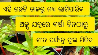 ହରଗୌରୀ ଗଛକୁ ଡାଳରୁ କିପରି,କଣ, ମାଟି ପ୍ରସ୍ତୁତ କରି ଲଗାଇଲି । Balsam plant care tips.