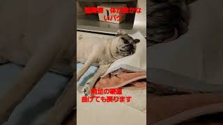 前足の硬直 #認知症犬 #shorts