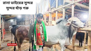 গাবতলী হাটে  রানা বেপারী সুন্দর সুন্দর বড় বড় দেশাল গরু এনেছে!cow price in Bangladesh#গরুর_বাজার