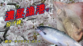 濃昼漁港で投げ練　朝市でサクラマス・カスべを購入