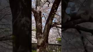 【めっちゃ綺麗な桜並木】目黒と中目黒のちょうど中間地点。ここの桜が一番美しいと思うんだ。Sakura(Japanese cherry blossoms)