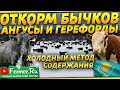 5000 бычков на холодном откорме без навесов|Абердин-Ангус и Герефорд|Привес до 2,5 килограмм в сутки