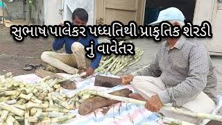 ગાય આધારિત ખેતી (SPNF)natural farming of sugercane  પ્રાકૃતિક રીતે શેરડી વાવેતર.