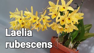 Laelia rubescens / Laelia aurea