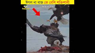 ঈগল না বাজ কে বেশি শক্তিশালী || eagle vs hawk who is strongest || #shorts #eagle #শিক্ষারপথ #viral