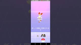 【ポケモンGO】ヒバニーGETチャレンジ。2024年9月3日。