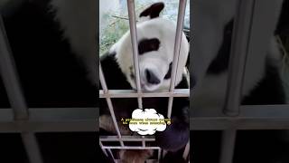 金虎打喷嚏还会捂嘴呢#cutepandavideo #funnypandavideo#pandajinhu