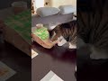 マクドナルドの紙袋を気に入った猫がこちらです。