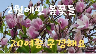 100년에한번피는용설난#봄꽃들구경하세요