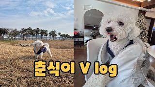 [강아지입양 Vlog]인천 애견동반식당, 산책하기 좋은 공원 추천.