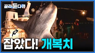 “살살 끌어올려!” 기중기가 동원되는 3M 개복치 잡기 | 과연 얼마에 팔릴까? | 금빛으로 물든 대포항의 산해진미! | #골라듄다큐