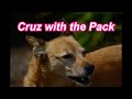 Cruz along with the Pack,  Kiwi dog whisperer way