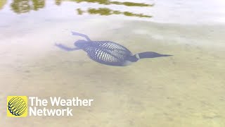 Seeing a loon swim underwater looks like something that doesn't belong on earth