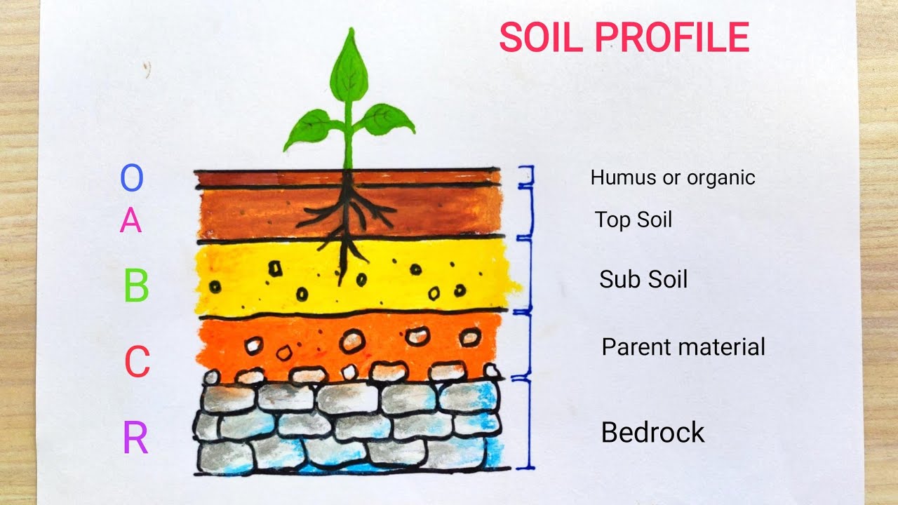 Top Layer Of Soil Profile At Thomas Williams Blog