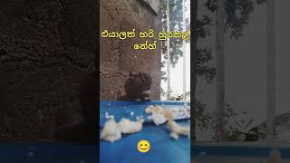 මෙයාට නමක් කියාගෙන යමුහ්😮#funny#short_feed#animals#motivation#trending1#viral@hirushanuniverse