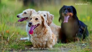 The Rainbow Bridge Poem Explained: Comfort, Origins, and How It Helps With Pet Loss | Funeral.com