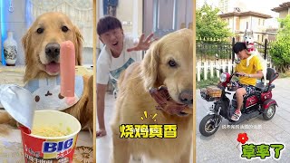 草率了，这家伙竟然不按套路出牌！#萌宠#狗狗#搞笑#dog