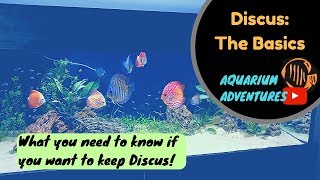 Discus Fish Basics: Introduction to keeping Discus for the 'Newbie'