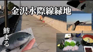 【鯵まるチャンネル】金沢水際線緑地で釣り‼️ メジナが釣れた⤴️⤴️⤴️