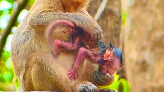 OMG....The little newborn monkey feeling uncomfortable while mother no experience to care him