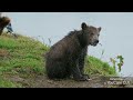 ഉർസിഡെ കുടുംബത്തിലെ കരടി naturelovermoon u0026ambal youtubeviral youtubeviralvideo bear wildanimals