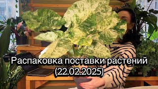 ОБЗОР, распаковка поставки растений из Голландии🌱(22.02.2025)