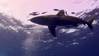 Brothers Daedalus Elphinstone (Egypt - Red Sea) diving with Longimanus and hammerhead sharks