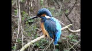 Eisvogel 2010.1.wmv