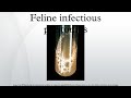 feline infectious peritonitis