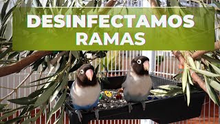 ¡Como desinfectar ramas! - Perchas aves