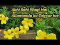 READY ALLAMANDA FOR FLOWERS BEFORE SUMMERS ALLAMANDA PRUNING ALLAMANDA VINE/BUSH