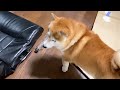 shibe cannot get out of the gap with a plastic bottle.