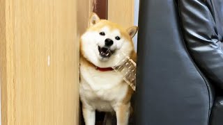 Shibe cannot get out of the gap with a plastic bottle.