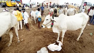 దేవరకద్ర సంతలో పిల్ల ఆవు రేటు-cow price-devarakadra market-devarakadra santha-bulls market videos-ox