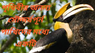 Most beautiful bird | Great hornbill bird | পৃথিবীর অনন্য সৌন্দর্যপূর্ন পাখি রাজ ধনেশ |