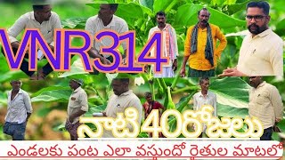 VNR 314 నాటి40రోజులు| ఎండలకుపంట ఎలా ఉందో రైతుల మాటలో |ఏ మందులు కొట్టాలి|md hasan agri tech