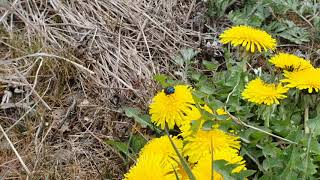 노란민들레,파리,쑥,풀밭,들판,무료동영상소스,Yellow dandelion, flies, wormwood, grass, fields, free video source,