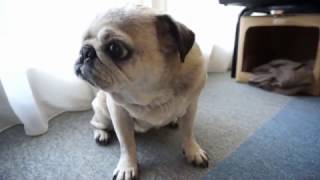 パグの抜けそうな毛を手で抜いてみた！Pug