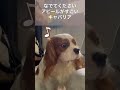 【キャバリア】愛犬のなでてくださいアピールが可愛いすぎる… shorts