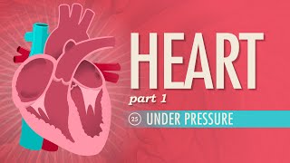 The Heart, Part 1 - Under Pressure: Crash Course Anatomy & Physiology #25