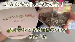 サボテンと多肉植物を種から育てる！