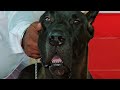 all india dog show 2025 all breeds u0026 competitions tvm kennel club