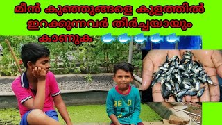 മീൻ കുഞ്ഞുങ്ങളെ ഇറക്കുമ്പോൾ, മീൻകൃഷി, Aquaponics Malayalam, മീൻകുളം വീട്ടിൽ, How to treat fish Seed