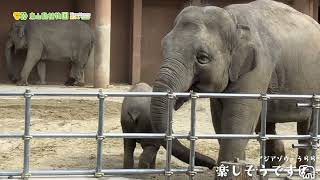 【東山動植物園公式】アジアゾウの赤ちゃん成長記（27）うらら楽しそう《 アジアゾウ　ゾウ 》