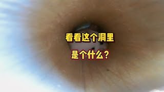 看看洞里是什么？#乡村守护人 #抖音乡村生活家 #新农人计划2022