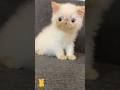 Funny Cat & Cute Kittens302😻 #shorts #kucing #kucinglucu #funny #pet #cat #foryou #viral #viralvideo